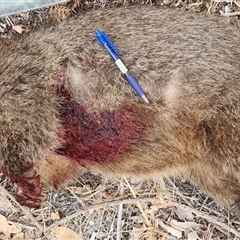 Vombatus ursinus (Bare-nosed Wombat, Common wombat) at Duffy, ACT - 29 Nov 2025 by Darren308