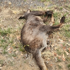 Osphranter robustus at Duffy, ACT - Today by Darren308