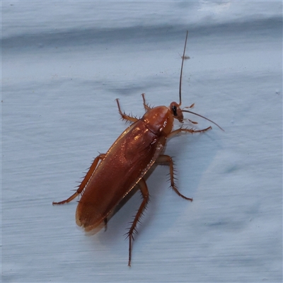 Unverified Cockroach (Blattodea, several families) at Turner, ACT - 25 Nov 2025 by ConBoekel