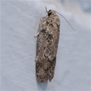 Unverified Moth (Lepidoptera) at Turner, ACT - 25 Nov 2025 by ConBoekel