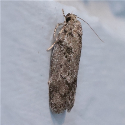 Philobota philostaura (A Concealer moth (Philobota group)) at Turner, ACT - 25 Nov 2025 by ConBoekel