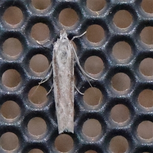 Unverified Moth (Lepidoptera) at Turner, ACT - 25 Nov 2025 by ConBoekel