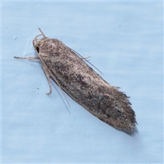 Syncometes vilis (Barea Group) at Turner, ACT - 25 Nov 2025 by ConBoekel