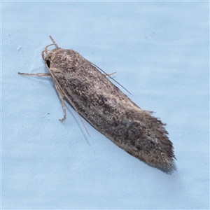 Syncometes vilis (Barea Group) at Turner, ACT - 25 Nov 2025 by ConBoekel