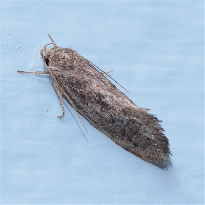 Syncometes vilis (Barea Group) at Turner, ACT - 25 Nov 2025 by ConBoekel