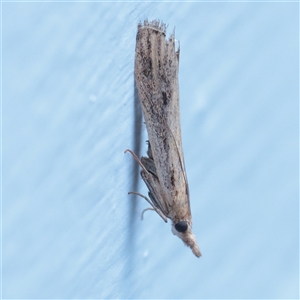 Faveria tritalis (Couchgrass Webworm) at Turner, ACT - 26 Nov 2025 by ConBoekel