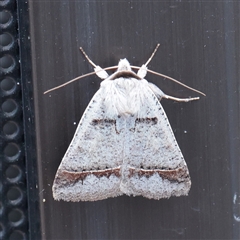 Pantydia sparsa (Plain Pantydia) at Turner, ACT - 26 Nov 2025 by ConBoekel