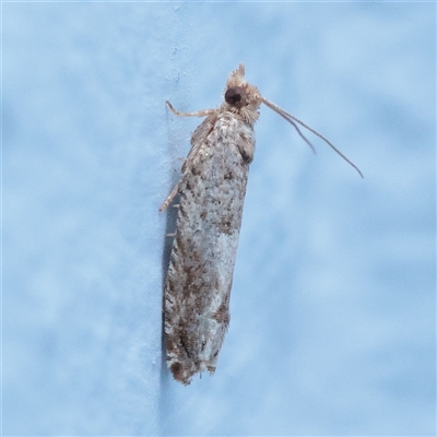 Crocidosema plebejana (Cotton Tipworm Moth) at Turner, ACT - 26 Nov 2025 by ConBoekel