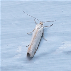 Philobota productella (Pasture Tunnel Moth) at Turner, ACT - 26 Nov 2025 by ConBoekel