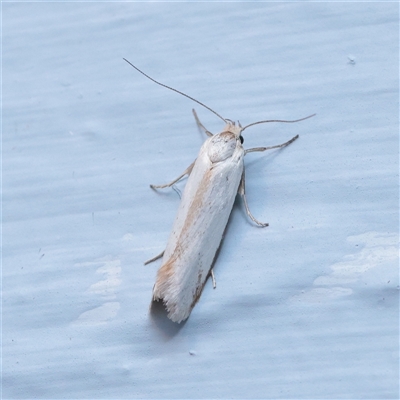 Philobota productella (Pasture Tunnel Moth) at Turner, ACT - 26 Nov 2025 by ConBoekel