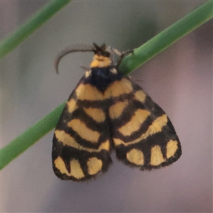 Asura lydia (Lydia Lichen Moth) at O'Connor, ACT - 27 Nov 2025 by ConBoekel