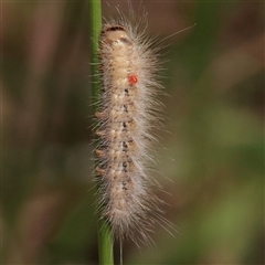 Anthela (genus) immature (Unidentified Anthelid Moth) at O'Connor, ACT - 27 Nov 2025 by ConBoekel