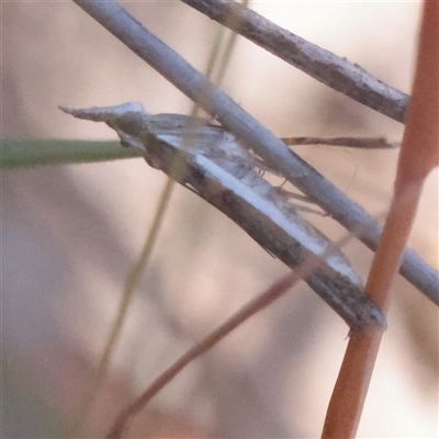 Etiella behrii (Lucerne Seed Web Moth) at O'Connor, ACT - 27 Nov 2025 by ConBoekel