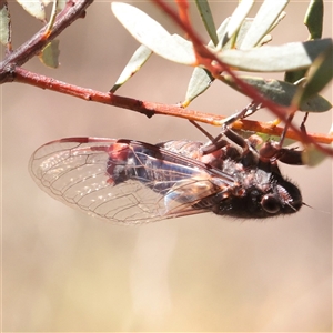 Yoyetta denisoni (Black Firetail Cicada) at O'Connor, ACT - 27 Nov 2025 by ConBoekel
