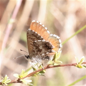 Unverified Blue or Copper (Lycaenidae) at O'Connor, ACT - 27 Nov 2025 by ConBoekel
