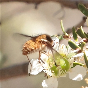 Unverified Bee (Hymenoptera, Apiformes) at O'Connor, ACT - 27 Nov 2025 by ConBoekel