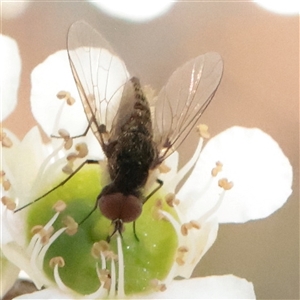 Unverified True fly (Diptera) at O'Connor, ACT - 27 Nov 2025 by ConBoekel