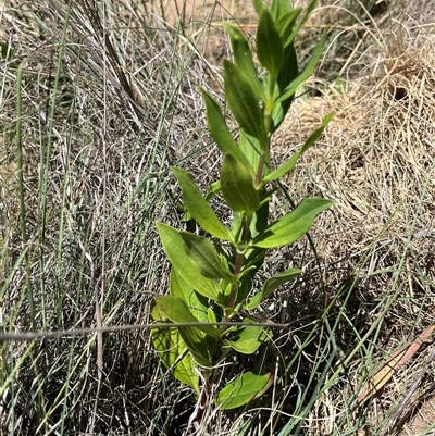 Unverified Plant at Gordon, ACT - 28 Nov 2025 by GG