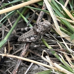 Unverified Grasshopper (several families) at Bonython, ACT - 29 Nov 2025 by GG
