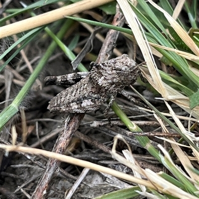 Unverified Grasshopper (several families) at Bonython, ACT - 29 Nov 2025 by GG