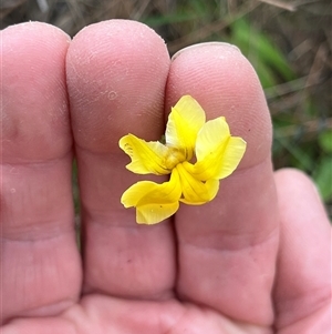Goodenia bellidifolia at Bonython, ACT - Today by GG