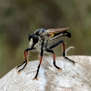Neoscleropogon sp. (genus) (Robber fly) at Bonython, ACT - Today by GG