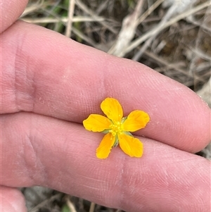Hypericum gramineum at Bonython, ACT - Today by GG