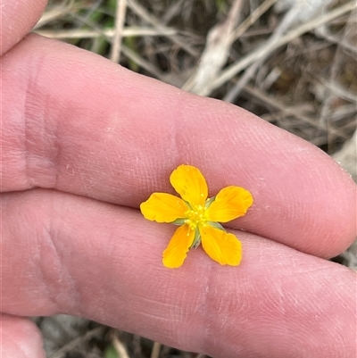 Hypericum gramineum (Small St Johns Wort) at Bonython, ACT - 29 Nov 2025 by GG