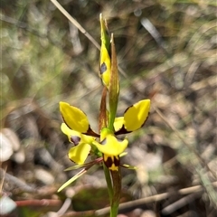 Diuris sulphurea (Tiger Orchid) at Booth, ACT - 18 Nov 2025 by GG