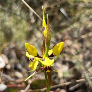 Diuris sp. at Booth, ACT - 18 Nov 2025 by GG