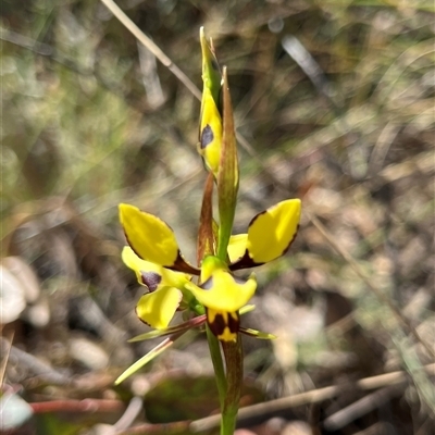 Diuris sulphurea (Tiger Orchid) at Booth, ACT - 18 Nov 2025 by GG