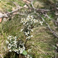Epacris (genus) at Mount Clear, ACT - 18 Nov 2025 by GG