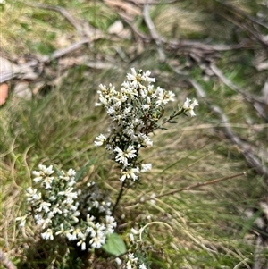 Epacris (genus) at Mount Clear, ACT - 18 Nov 2025 by GG