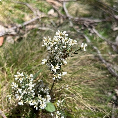 Epacris (genus) at Mount Clear, ACT - 18 Nov 2025 by GG