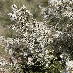 Olearia floribunda (Heath Daisy-bush) at Mount Clear, ACT - 18 Nov 2025 by GG
