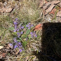 Ajuga australis (Austral Bugle) at Mount Clear, ACT - 18 Nov 2025 by GG