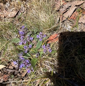 Unverified Other Wildflower or Herb at Mount Clear, ACT - 18 Nov 2025 by GG