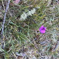 Unverified Pea at Mount Clear, ACT - 18 Nov 2025 by GG