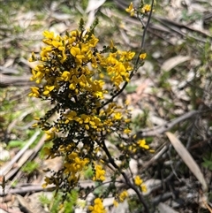 Unverified Pea at Mount Clear, ACT - 18 Nov 2025 by GG