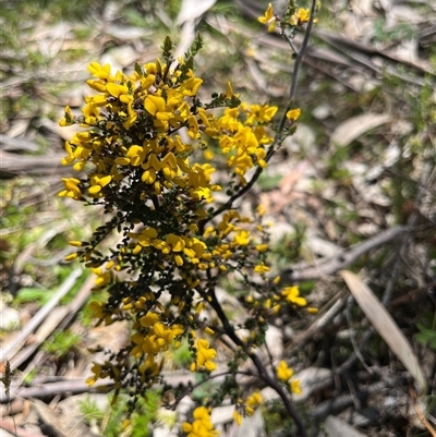 Unverified Pea at Mount Clear, ACT - 18 Nov 2025 by GG