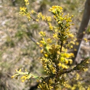 Unverified Plant at Rendezvous Creek, ACT - 18 Nov 2025 by GG