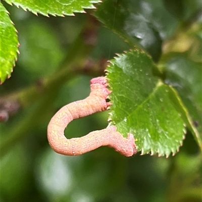 Geometridae (family) IMMATURE at Gordon, ACT - 22 Nov 2025 by GG