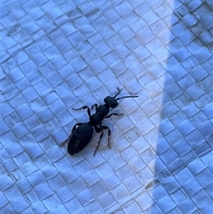 Unverified Velvet Ant (Mutillidae) at Gordon, ACT - 1 Nov 2025 by GG