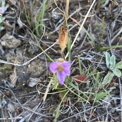 Unverified Plant at Bonython, ACT - 2 Nov 2025 by GG