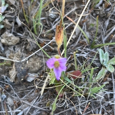 Unverified Plant at Bonython, ACT - 2 Nov 2025 by GG