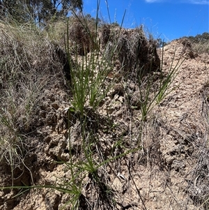 Eryngium ovinum at Bonython, ACT - 2 Nov 2025 by GG