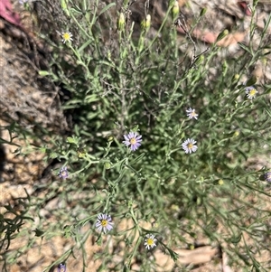 Unverified Daisy at Bonython, ACT - 2 Nov 2025 by GG