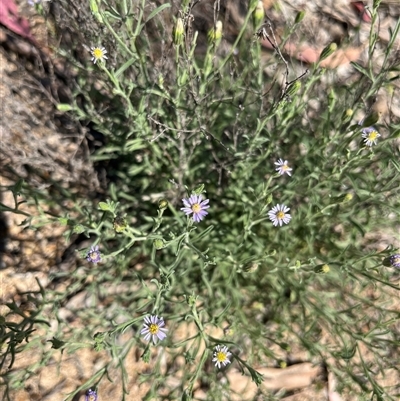 Unverified Daisy at Bonython, ACT - 2 Nov 2025 by GG