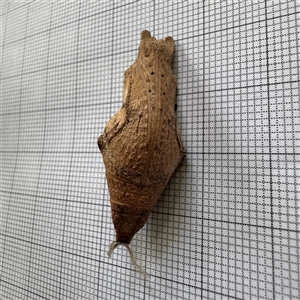 Lepidoptera unclassified IMMATURE at Greenleigh, NSW - Today by Hejor1