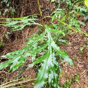 Unverified Plant at Killabakh, NSW - Today by Purschy